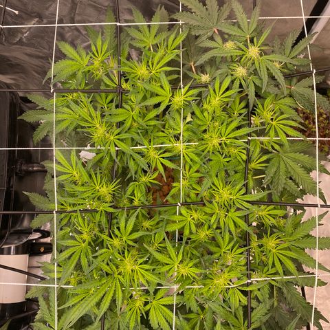 GSC - Auto - Natasha growlog timeline photo