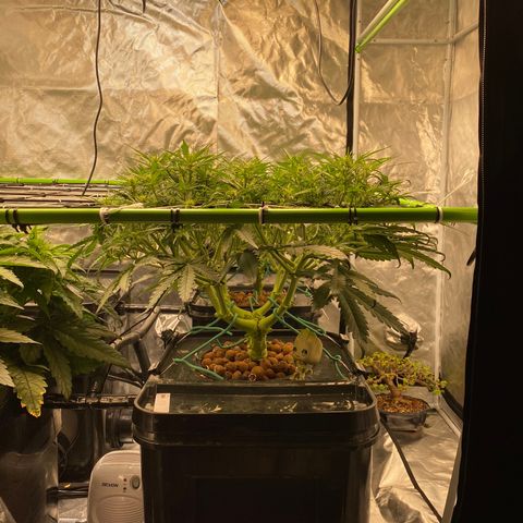 GSC - Auto - Samoa growlog timeline photo