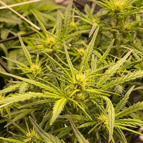 GSC - Auto - Samoa growlog timeline photo