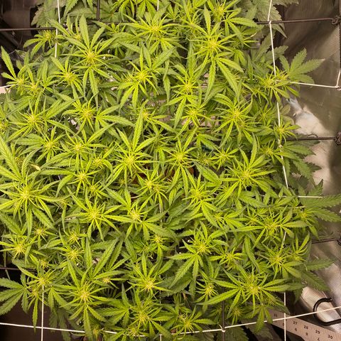 GSC - Auto - Samoa growlog timeline photo