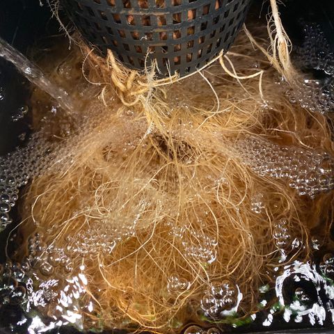 GSC - Auto - Samoa growlog timeline photo