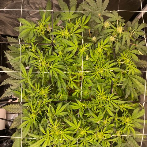 GSC - Auto - Natasha growlog timeline photo