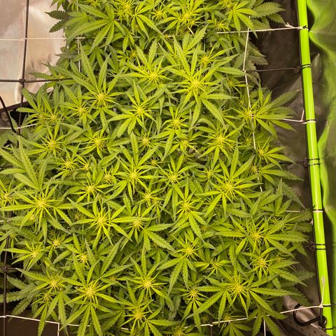 GSC - Auto - Samoa growlog timeline photo