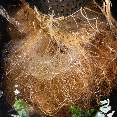 GSC - Auto - Samoa growlog timeline photo