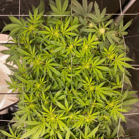 GSC - Auto - Natasha growlog timeline photo