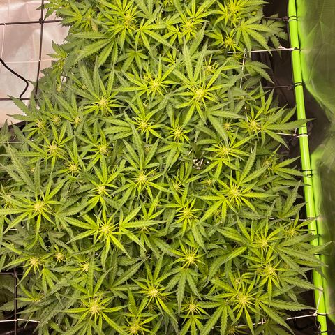 GSC - Auto - Samoa growlog timeline photo