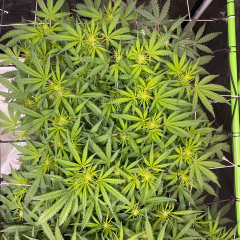 GSC - Auto - Natasha growlog timeline photo