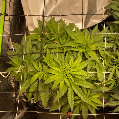 Wedding Cake - Photo - Wanda growlog photo: Day 0 of flip to flower