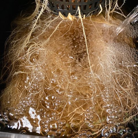 Wedding Cake - Photo - Wanda growlog photo: Day 0 of flip to flower