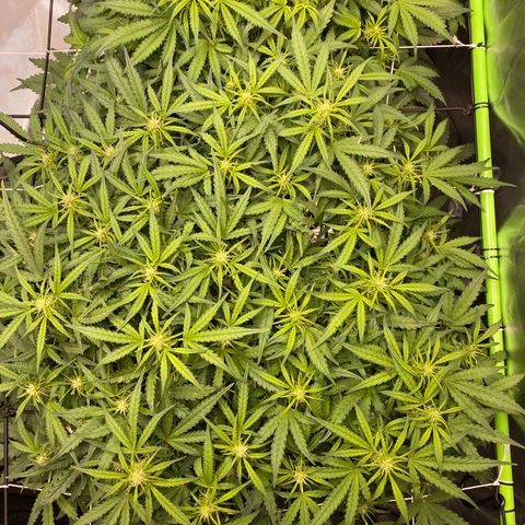 GSC - Auto - Samoa growlog timeline photo