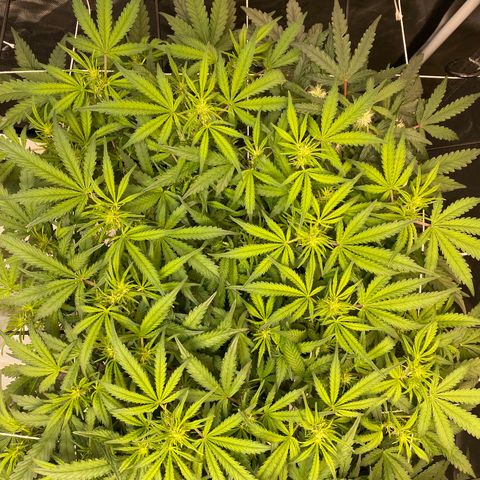 GSC - Auto - Natasha growlog timeline photo