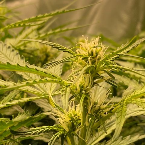 GSC - Auto - Samoa growlog photo: ~week 2 of flower