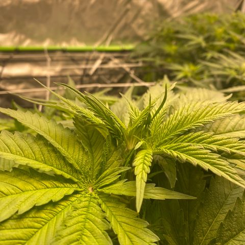Wedding Cake - Photo - Wanda growlog photo: F2