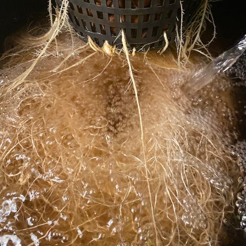 Wedding Cake - Photo - Wanda growlog timeline photo