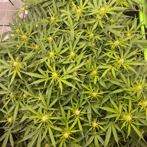GSC - Auto - Samoa growlog timeline photo