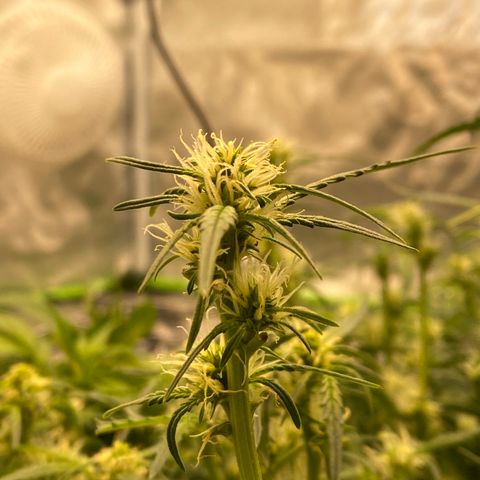 GSC - Auto - Natasha growlog timeline photo