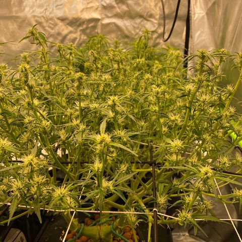 GSC - Auto - Natasha growlog timeline photo