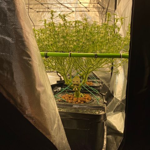 GSC - Auto - Natasha growlog timeline photo