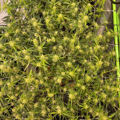GSC - Auto - Natasha growlog timeline photo