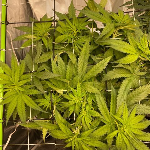 Wedding Cake - Photo - Wanda growlog photo: Weaved into the scrog