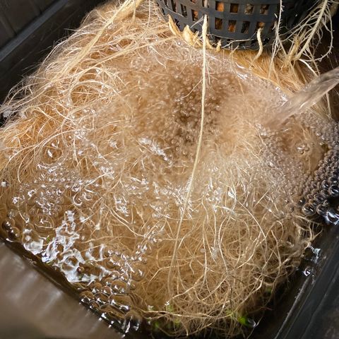 Wedding Cake - Photo - Wanda growlog timeline photo