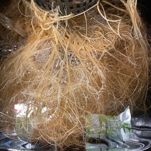 GSC - Auto - Samoa growlog timeline photo