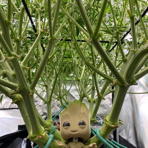 GSC - Auto - Samoa growlog timeline photo