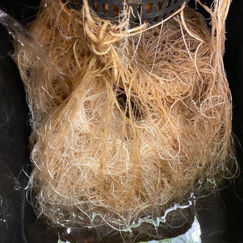 GSC - Auto - Samoa growlog photo: Res change 