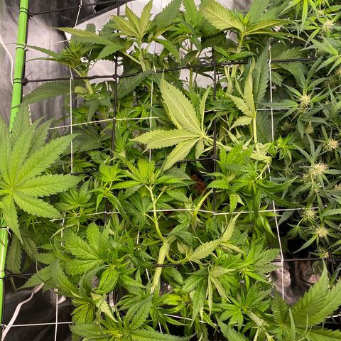 Wedding Cake - Photo - Wanda growlog photo: Scrog and supercrop
