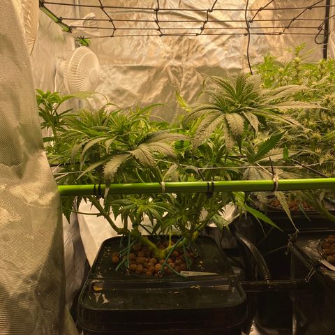 Wedding Cake - Photo - Wanda growlog photo: Scrog and supercrop