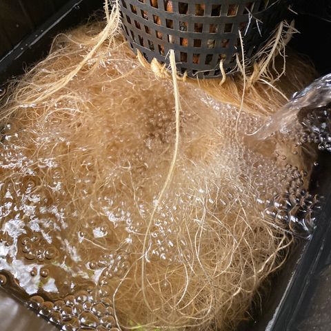 Wedding Cake - Photo - Wanda growlog photo: Scrog and supercrop