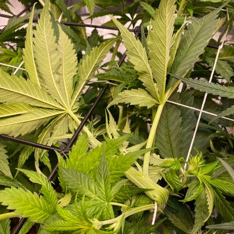 Wedding Cake - Photo - Wanda growlog photo: Scrog and supercrop