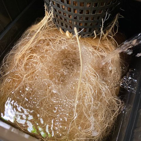 Wedding Cake - Photo - Wanda growlog timeline photo