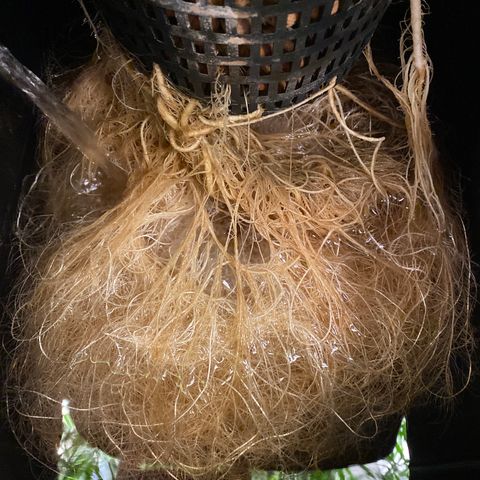 GSC - Auto - Samoa growlog timeline photo