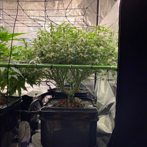 GSC - Auto - Samoa growlog timeline photo