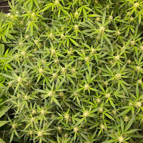 GSC - Auto - Samoa growlog timeline photo