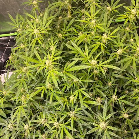 GSC - Auto - Natasha growlog timeline photo