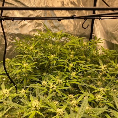 GSC - Auto - Natasha growlog timeline photo