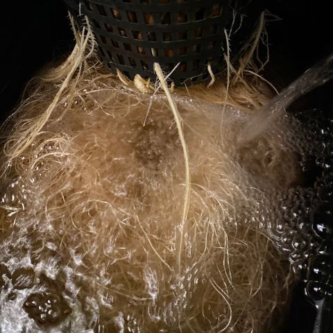 Wedding Cake - Photo - Wanda growlog timeline photo