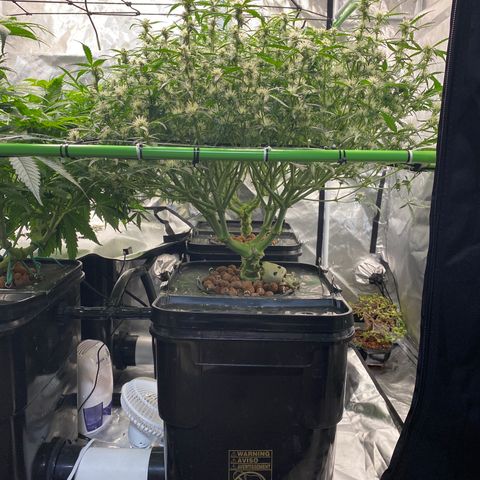 GSC - Auto - Samoa growlog timeline photo