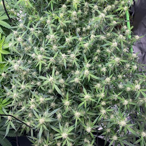 GSC - Auto - Samoa growlog timeline photo