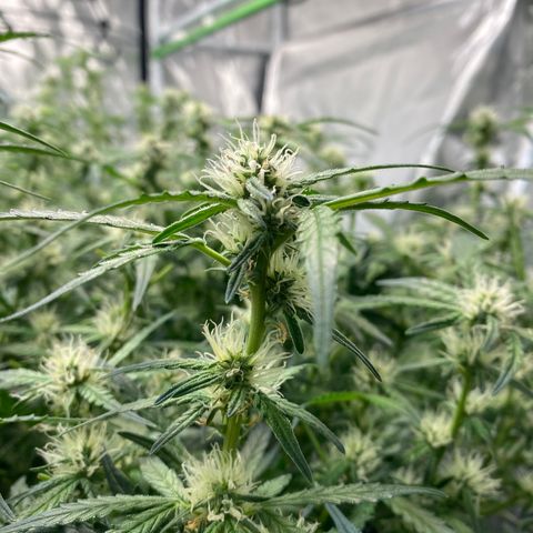 GSC - Auto - Samoa growlog timeline photo