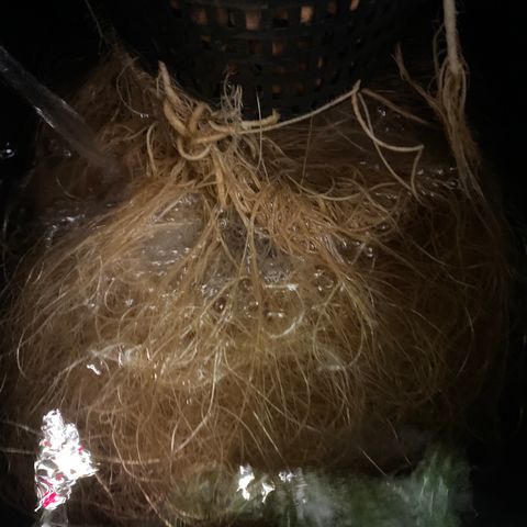 GSC - Auto - Samoa growlog timeline photo