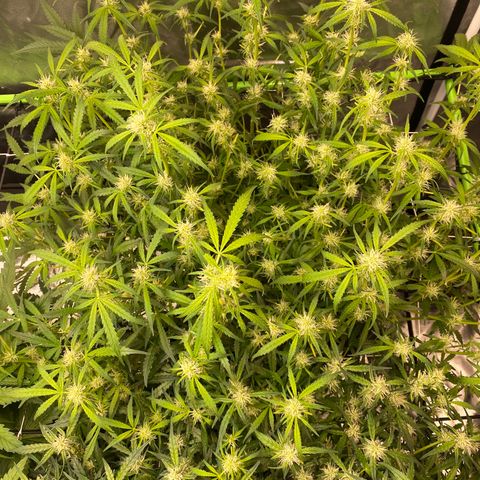 GSC - Auto - Natasha growlog timeline photo
