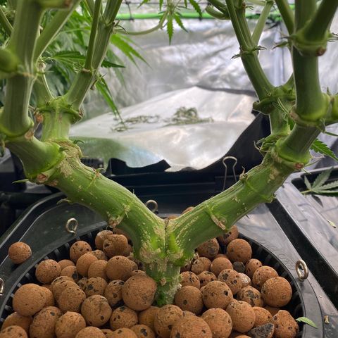 GSC - Auto - Natasha growlog timeline photo