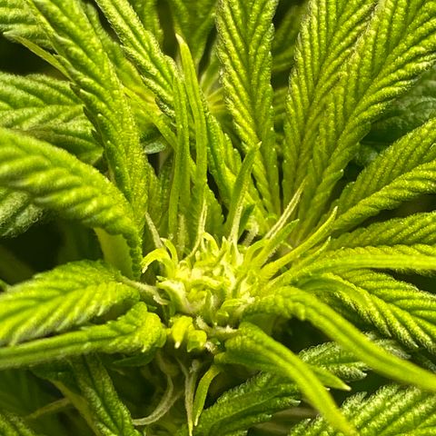 Wedding Cake - Photo - Wanda growlog timeline photo