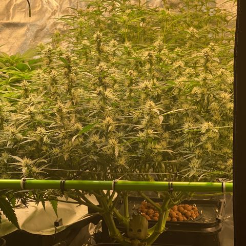 GSC - Auto - Samoa growlog timeline photo