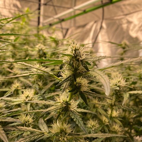 GSC - Auto - Samoa growlog timeline photo