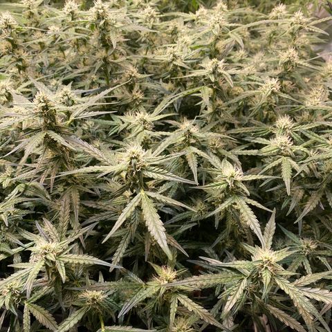GSC - Auto - Samoa growlog timeline photo