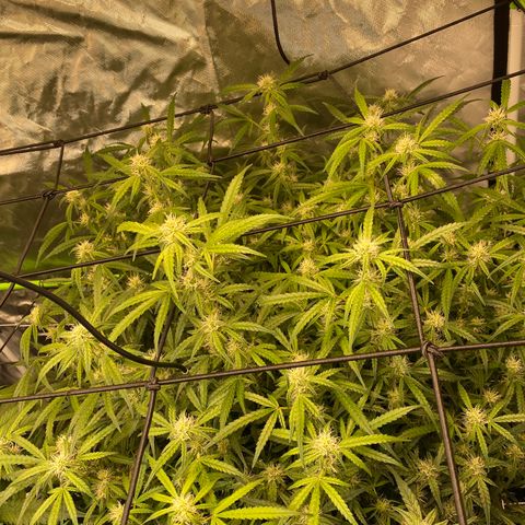 GSC - Auto - Natasha growlog timeline photo